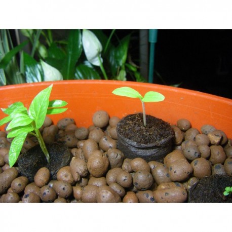 Disque de germination et de semis en coco